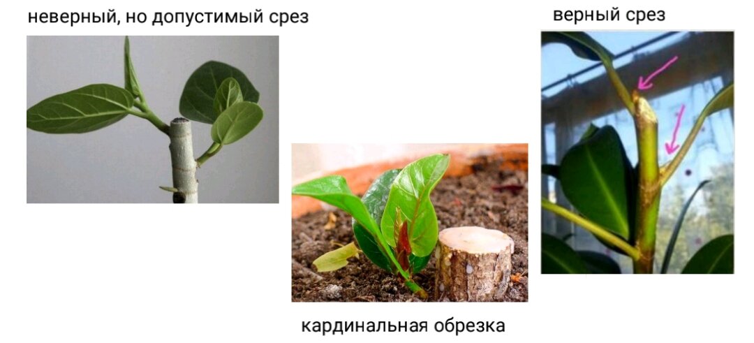 Обрезать вид