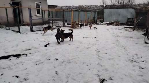 Дорожные знаки с пояснениями жилая зона. Дворовый мальчик значение слова. 5. Что означает двор. Задания по сказке о царе салтане.