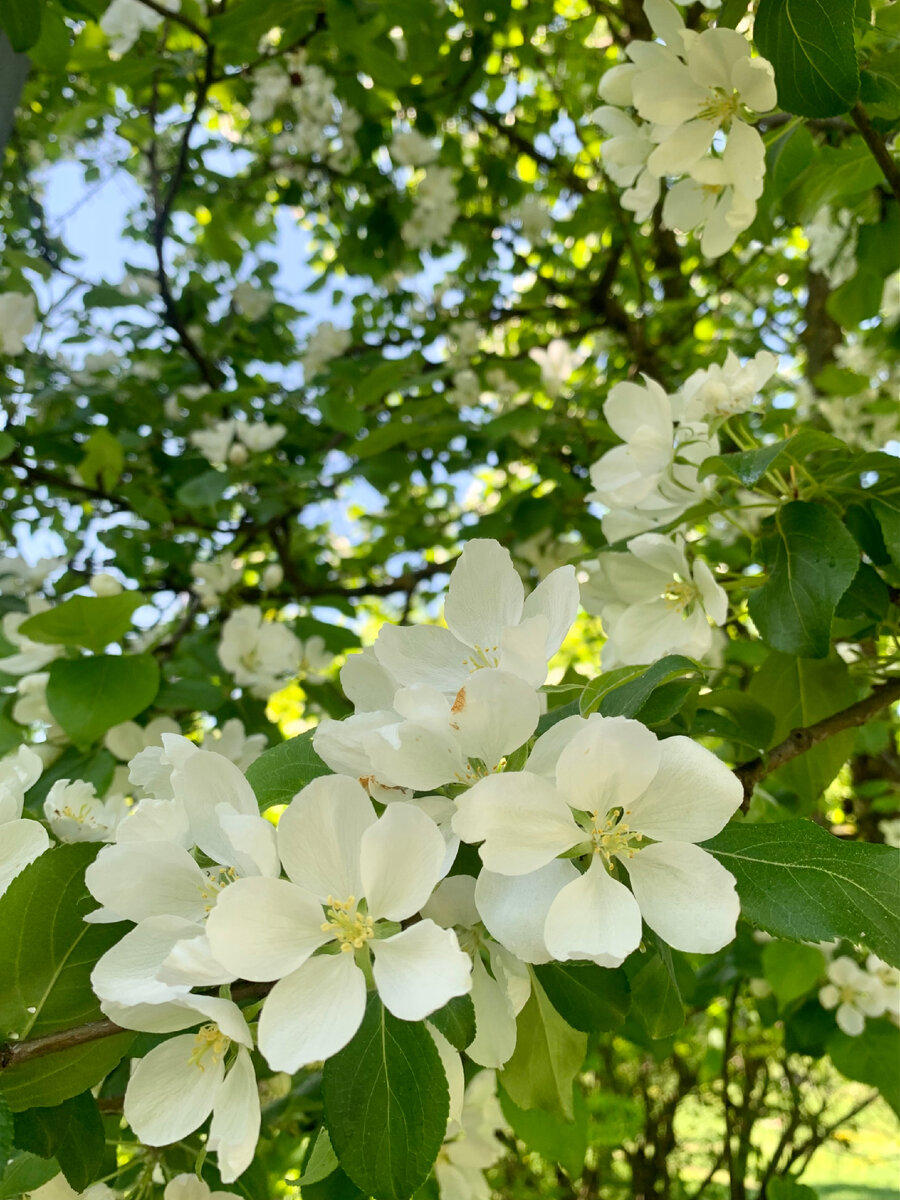 Весеннее цветение. Фото автора 
