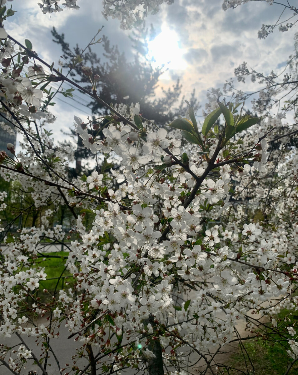 Весеннее цветение. Фото автора 