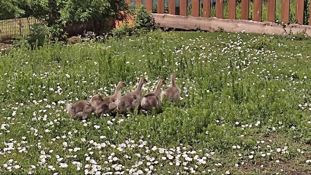 Вот такие малыши получились в прошлом году.