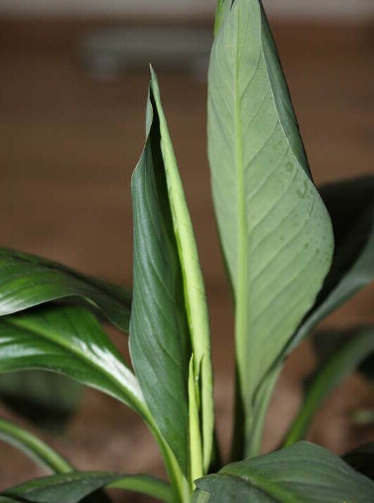 Фото интернет 