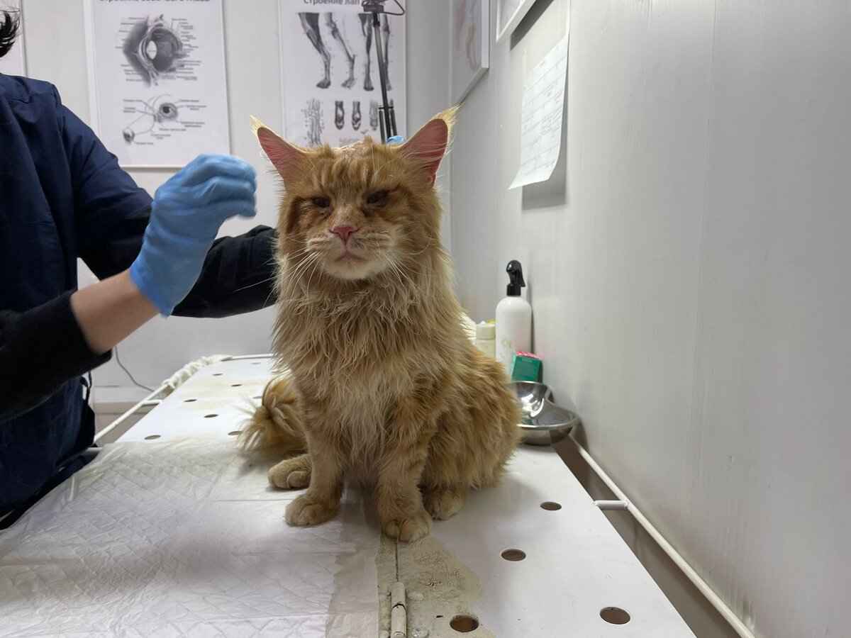 До нового года осталось 3 дня. Елка праздник эстетика. Зима новый год. 3 новогодних дня. 4 день нового года картинки.