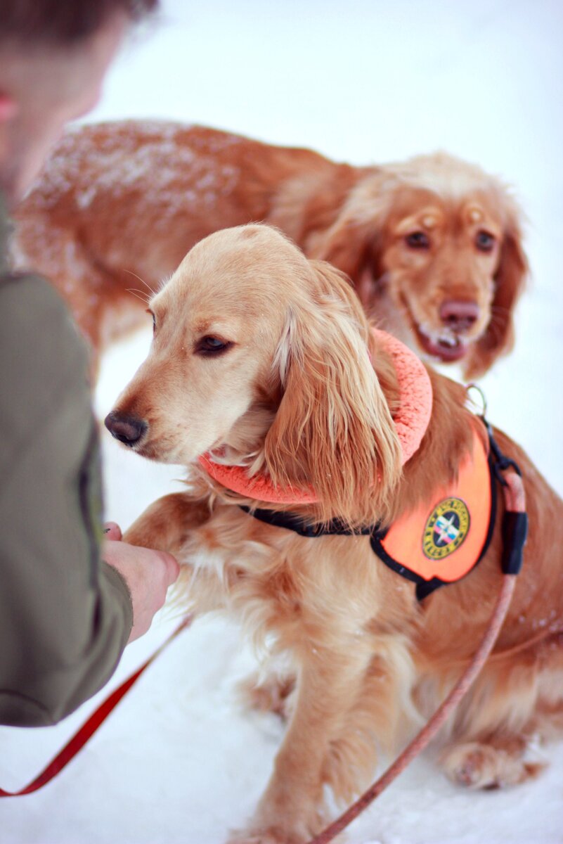 Казаки Иваново. Ивановское казачество готовит Кинологов для СВО