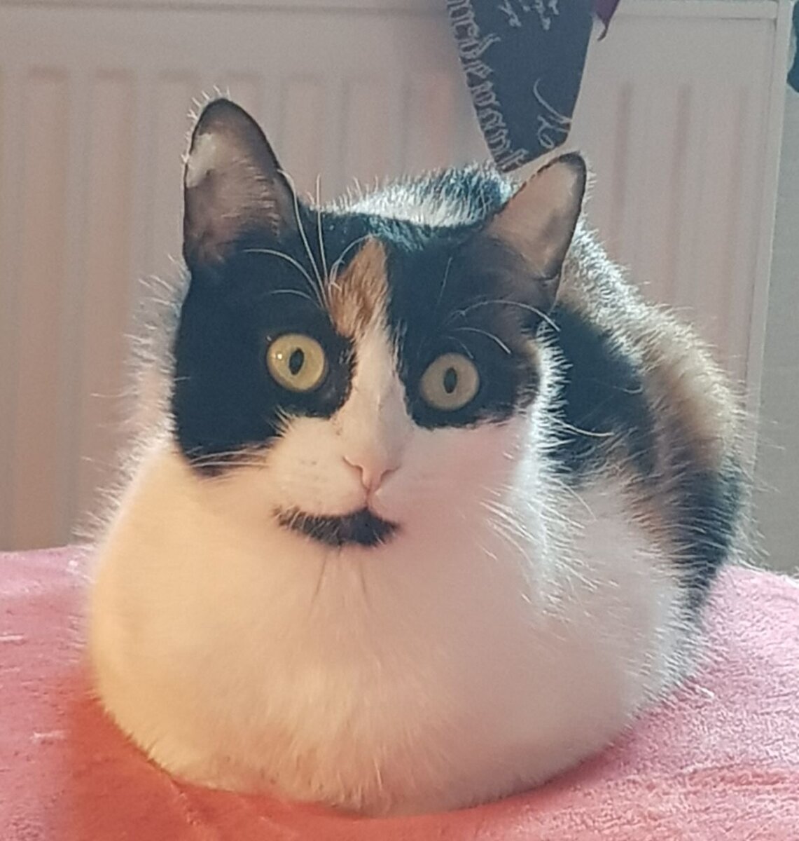 Кошкобулочка Тася