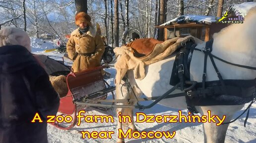 Reindeer, dog (husky) and horse sledding rides