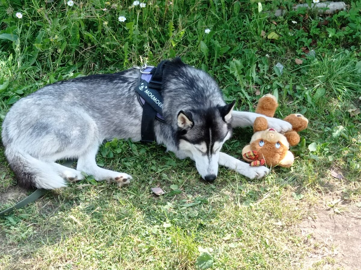 Скорей в лес