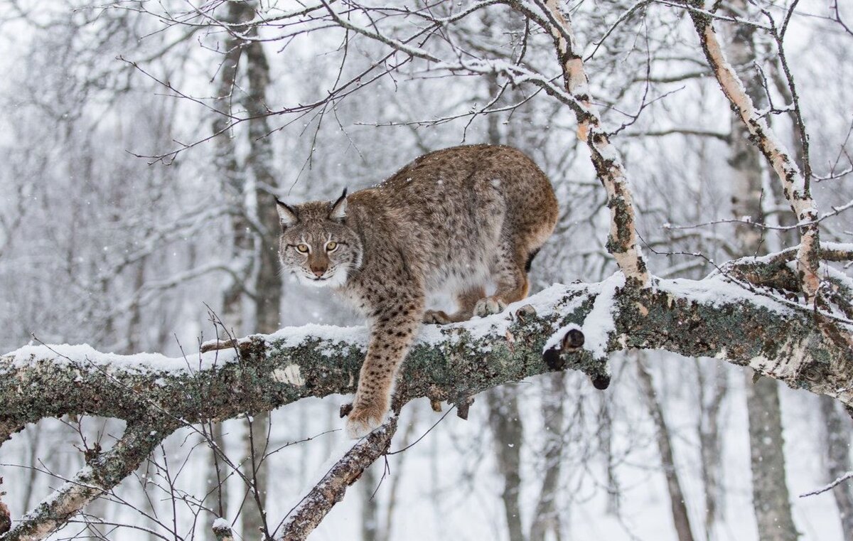 О, здравствуй, путник. Приглашаю тебя на обед с тобой в роли главного блюда! 