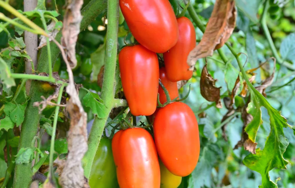 Помидоры сорт деликатес. Томат московский деликатес золотой. Томат новосибирский засолочный. Томат московский деликатес. Томат моковский деликатес.