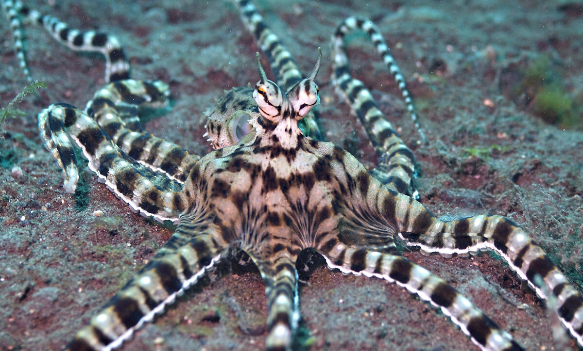Mimic Octopus