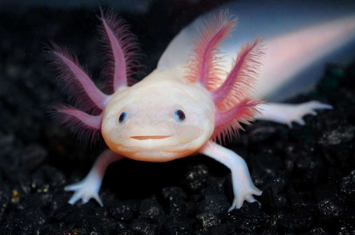 Ambystoma mexicanum