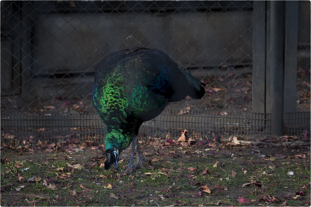 2. Зелёный павлин © NickFW.ru - 17.11.2018г.