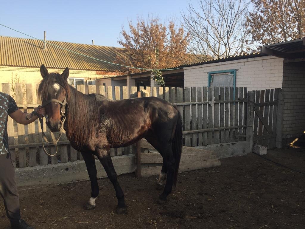 Костамгалы