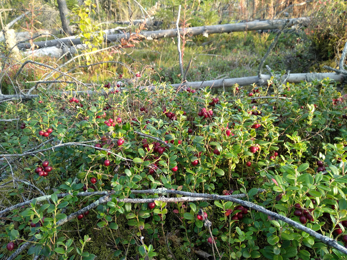 Брусника прячется в листве