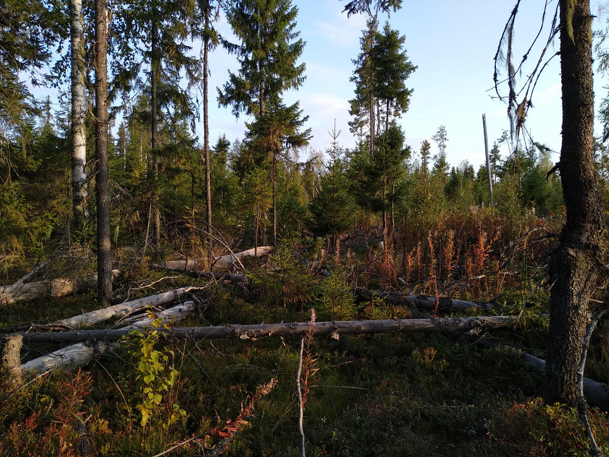 Скопление поваленных деревьев