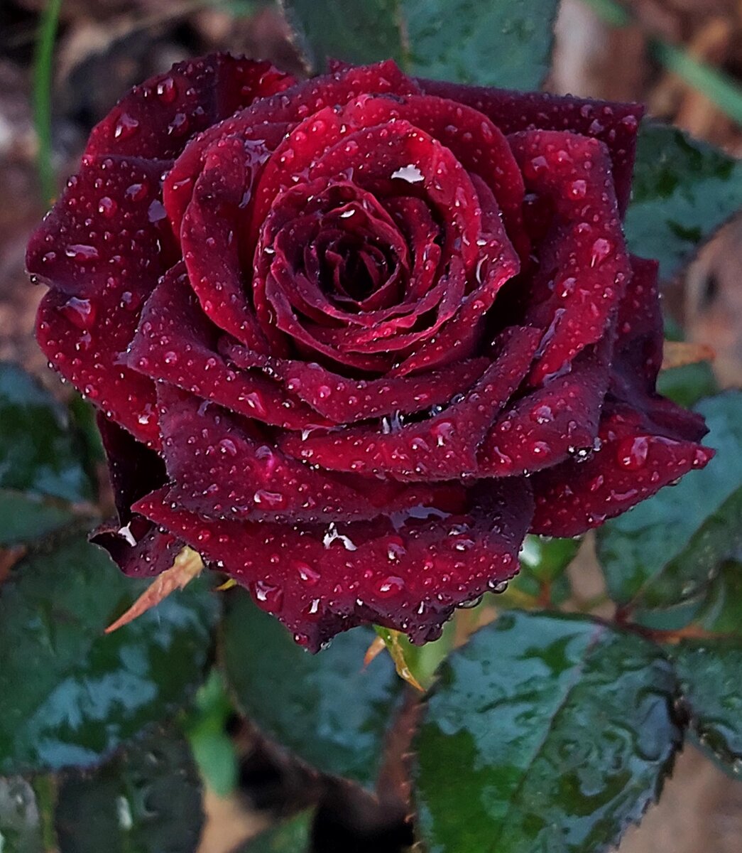 Блэк Баккара. Ч/г роза