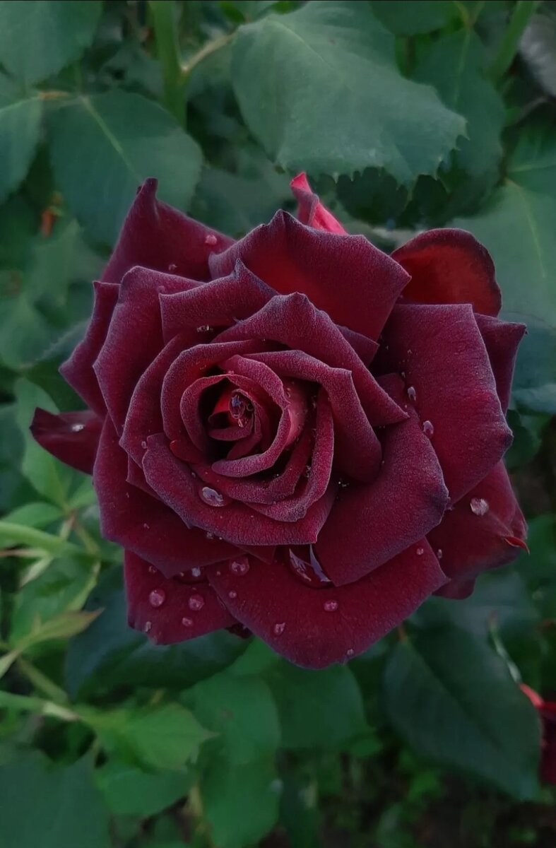 Эдди Митчелл. Ч/г роза