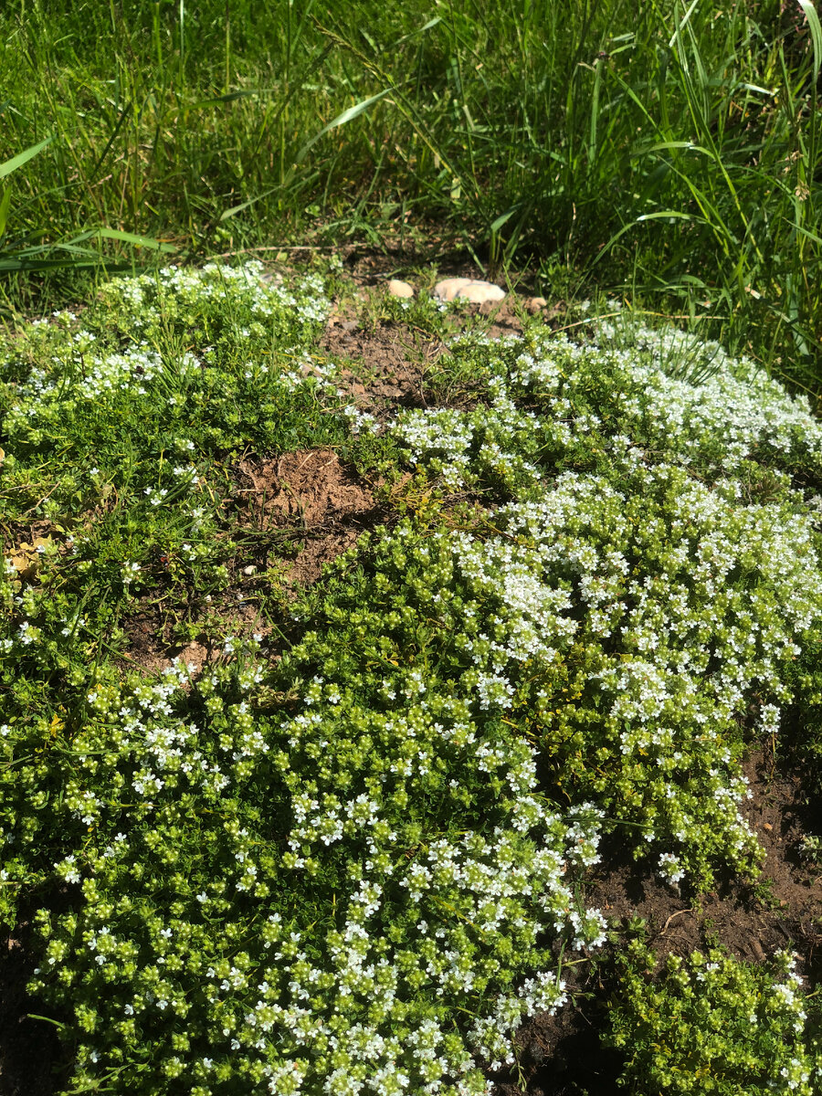 Taraxacum officinale всходы. Репейник обыкновенный. Клевер красный. Подорожник лесной. Подорожник луговой.