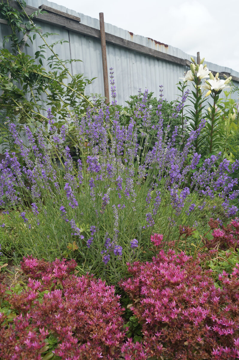  У меня росла и лаванда.