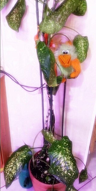 Такой куцой стало моё растение. А домовёнок всё наблюдает. Думаю, не очень рад он таким хозяйским новостям.