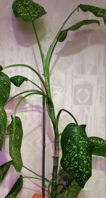 Оставшийся самый верхний побег тоже уже достиг почти 2-х метровой высоты.