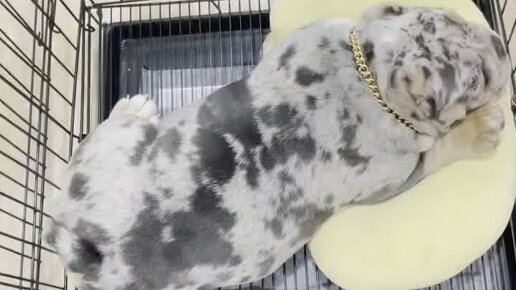 Покажи клетку животных. Клетка животных. Покажи клетку животных. Покажи клетку животных. Клетка для кошек большая.