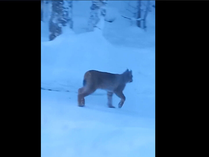 Маленький ребенок бежит. Дети во дворе школы. Бегает по двору. Рыжий кот гуляет. Дети бегают по лужам.