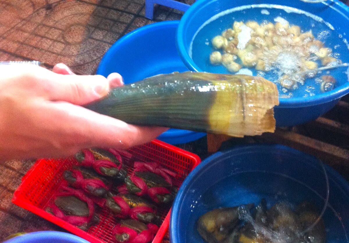 Та самая ракушка.SunTravel (с)