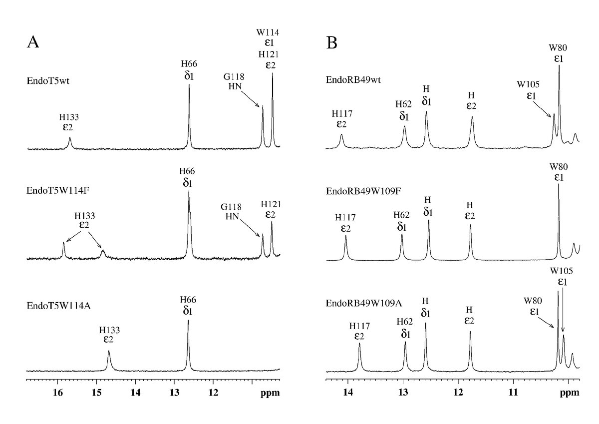 Низкопольные области ароматических частей 1H NMR спектров EndoT5(Zn2+Ca2+) и EndoRB49(Zn2+). (A) EndoT5wt и его мутанты EndoT5W114F и EndoT5W114A. (B) EndoRB49wt и его мутанты Endo RB49W109F и Endo RB49W109A.