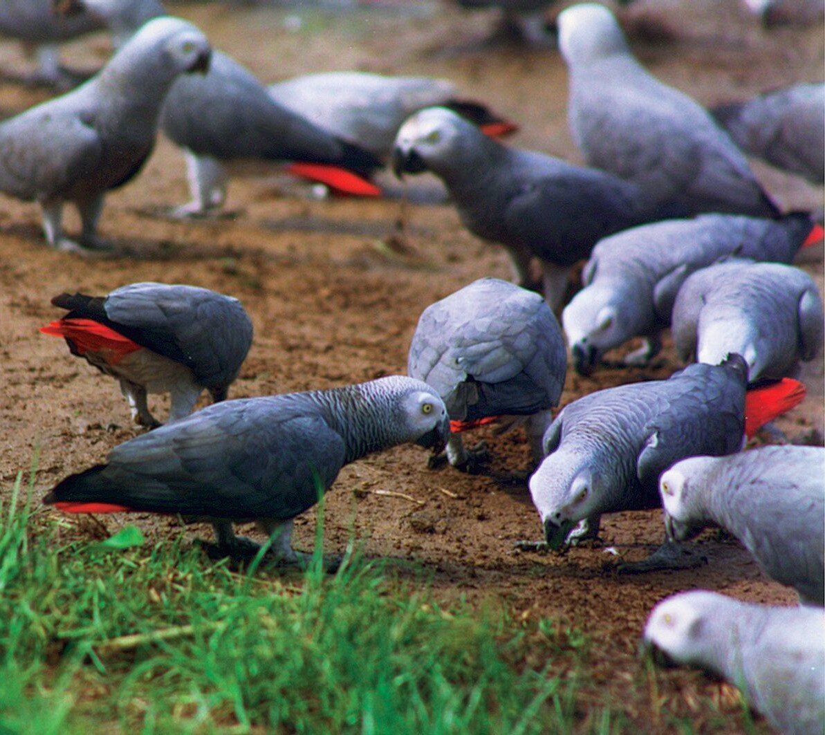 Фото из поисковой системы Яндекс