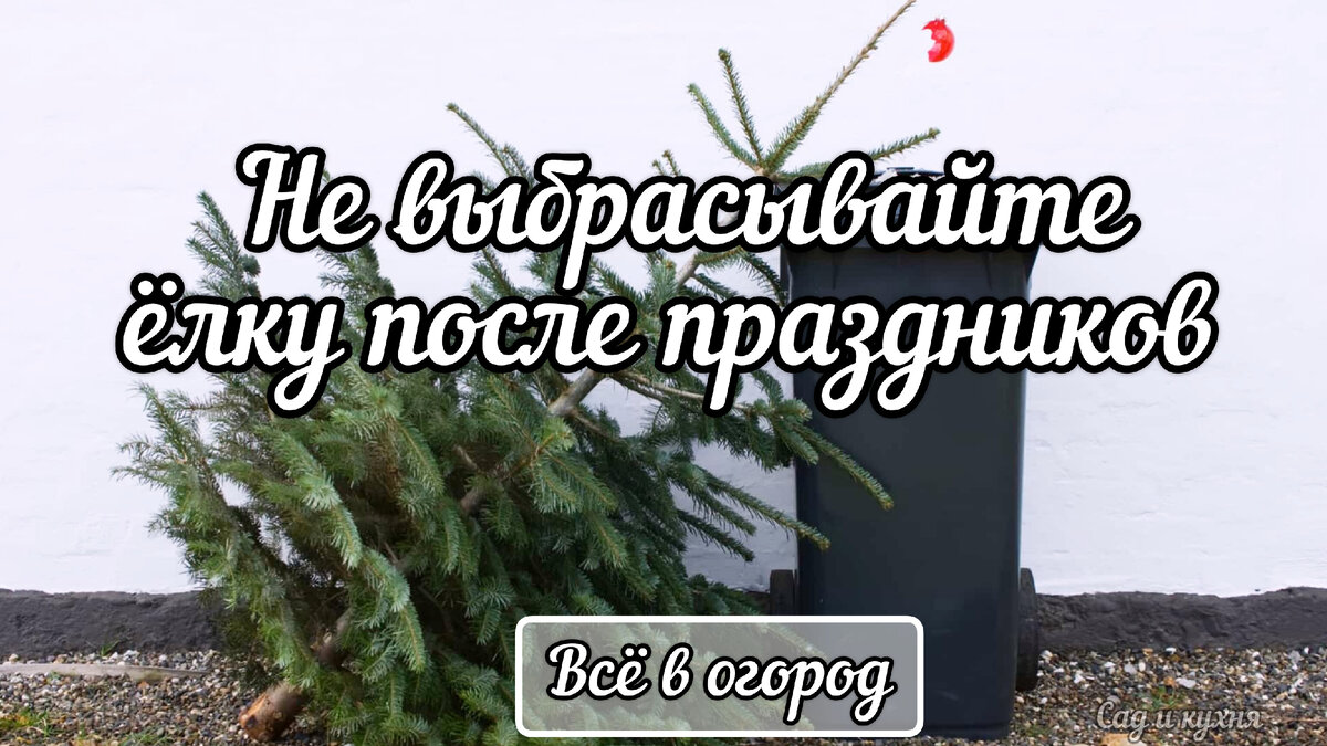  После праздников обычно все выбрасывают ёлку,🌲но многие садоводы и огордники не знают,  какая польза может быть от еловых и сосновых иголок в огороде. ✨️Это отличный органический материал.