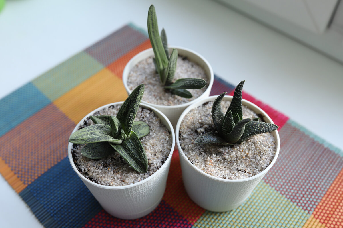 Литл Варти. Килеватая или Карината. Гастерия мраморная