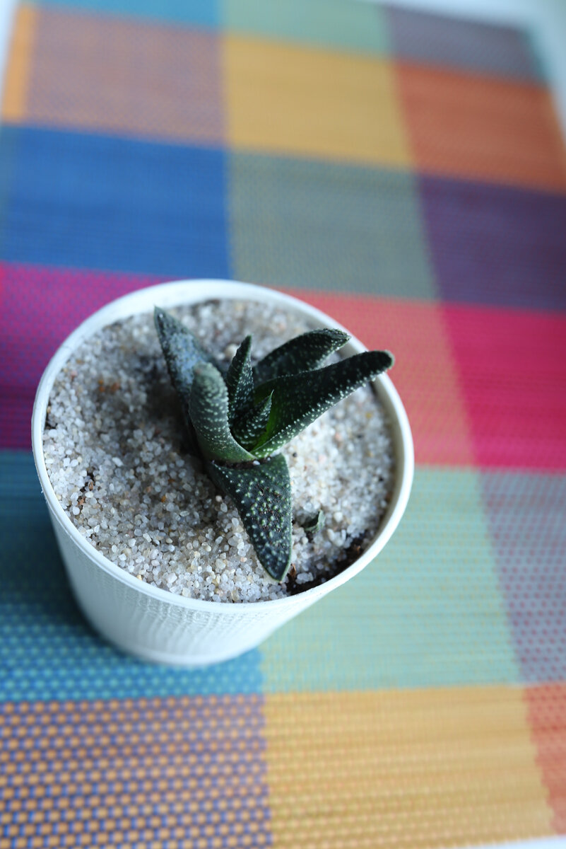 Килеватая или Карината.