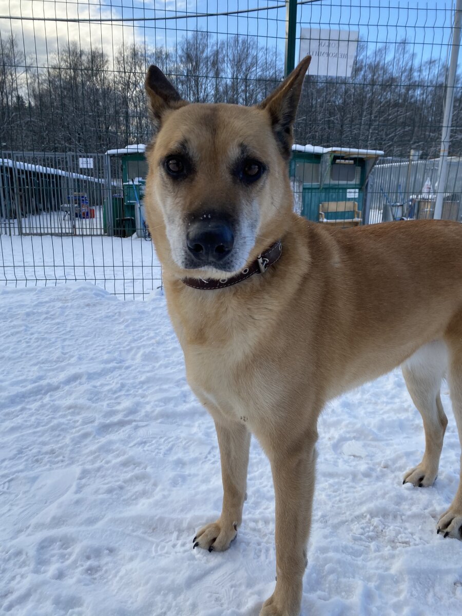 Поначалу мы никак и сами не могли различать их, но потом решили, что с белыми усами будет Вива.