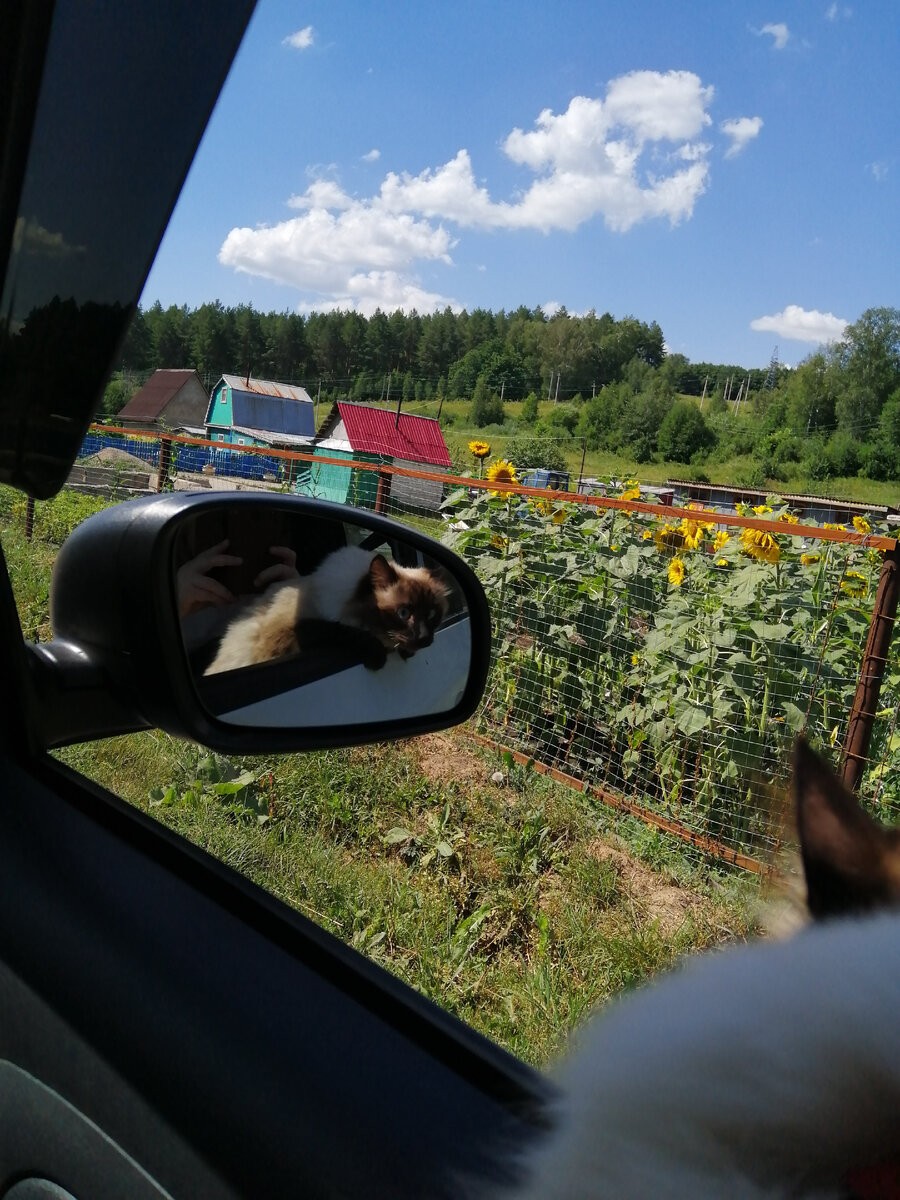 Тёма увидел гусей