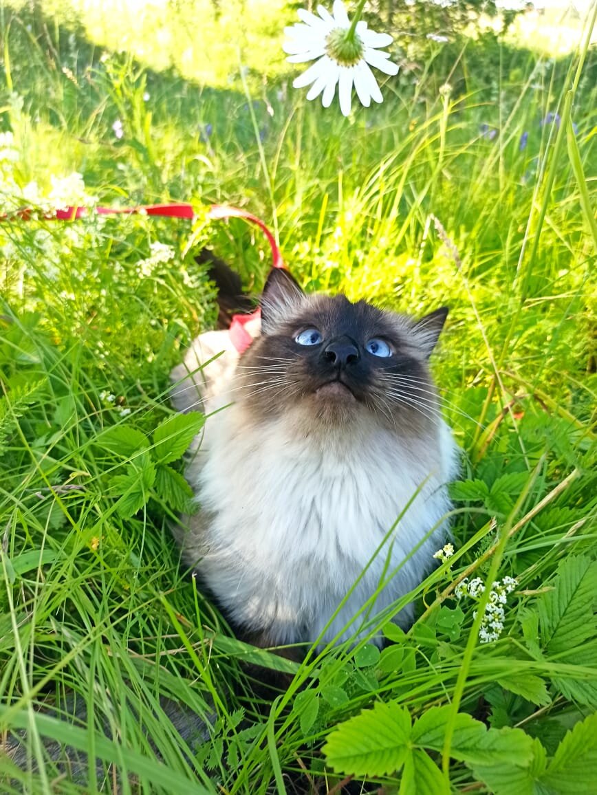 Тёмка на природе 