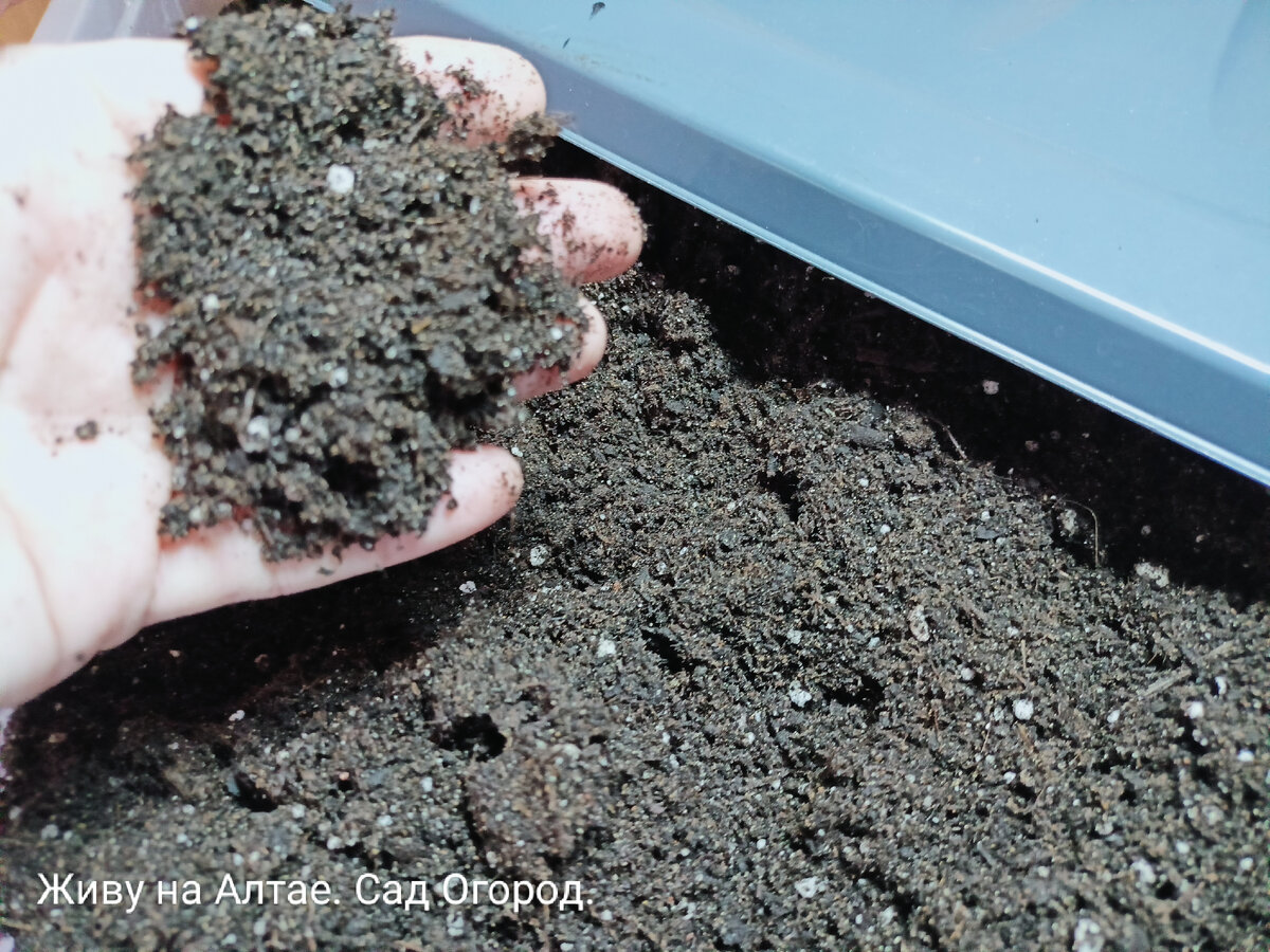 такой грунт для пикировки 