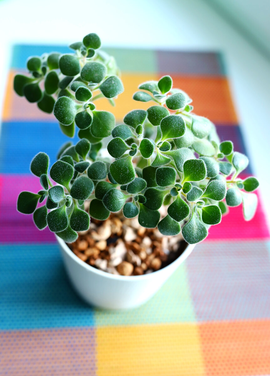 Аихризон домашний                                                                                                                                     