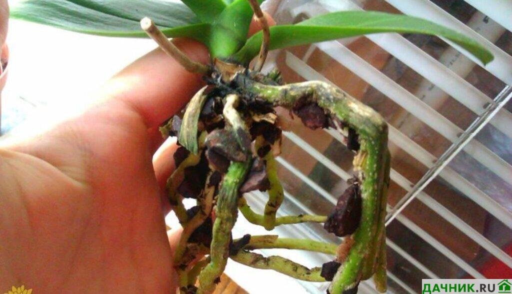 Живая и неживая природа. Презентация на тему луг. Окружающий мир презентация. Интерактивные задания по окружающему миру. Окружающий мира презентация.