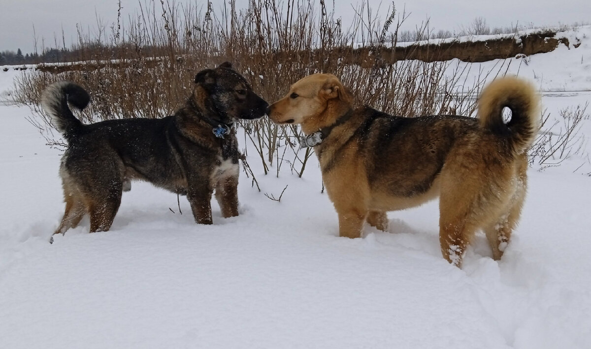 Снега по колено ))) было в начале зимы. Цезарь и Джесси