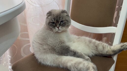 Котик автор. Вышивка кот барсик. Джулиус адам картины. Котик автор. Котик автор.