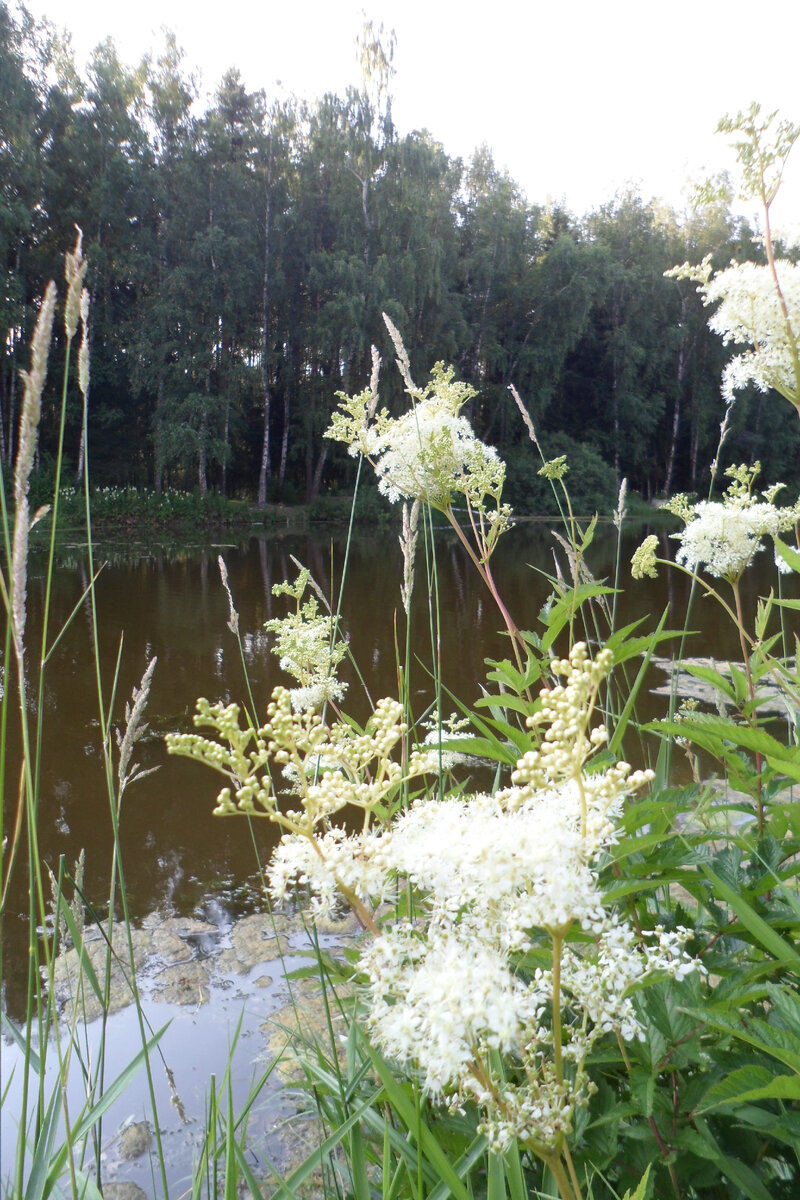 Природа северного Подмосковья. Фото автора
