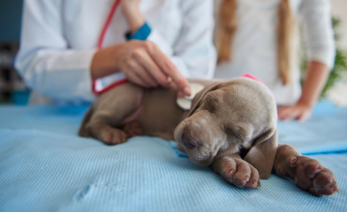 Понимание факторов риска помогает владельцам животных и ветеринарным специалистам более эффективно предотвращать развитие болезни и контролировать патологию. Вот основные причины, которые могут привести к нарушениям: