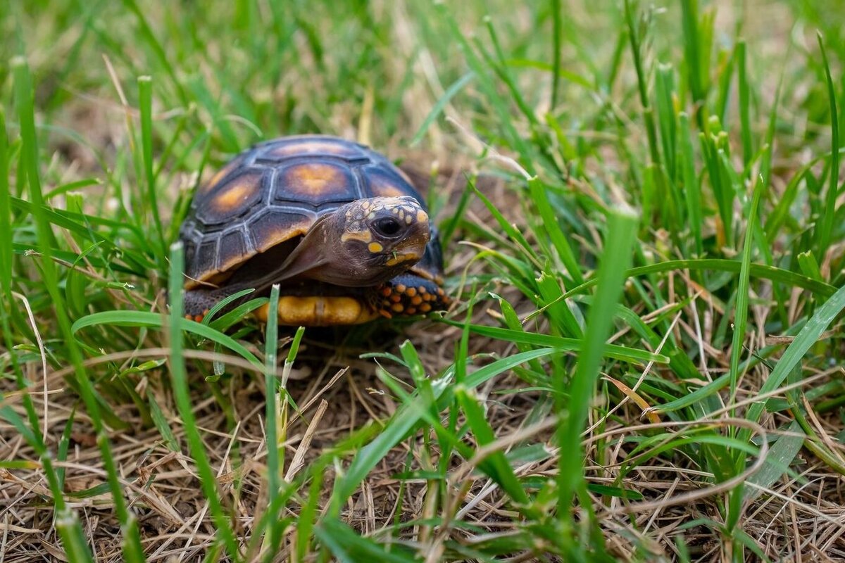 Домашние черепахи уход и кормление | vetdocs | Дзен