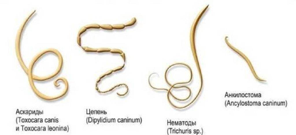 Маленькие глисты у человека