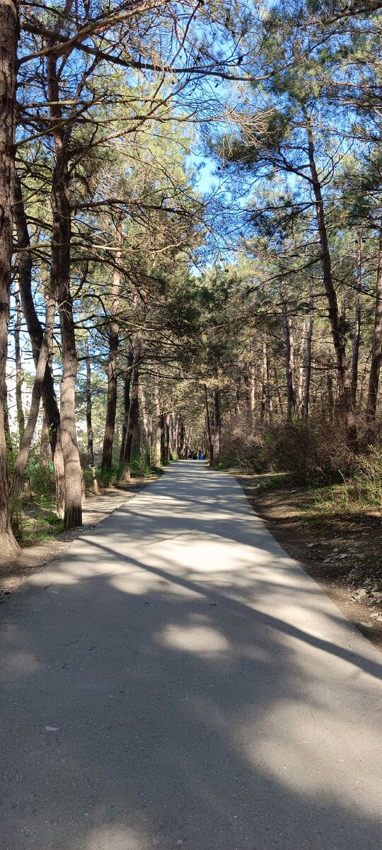 Тропа здоровья: птицы поют, воздух пропитан смолой, летом приятная прохлада даже в жару. Одним словом - курорт на курорте