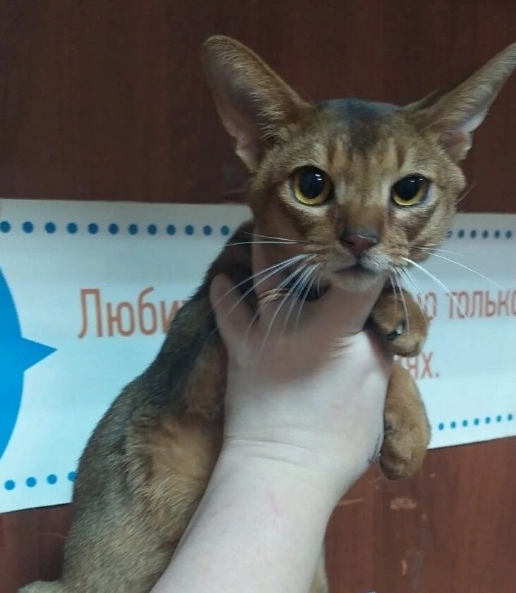 Раскричался. И снова кошки. Кошка опять. Кошка опять. Тапок человечий.