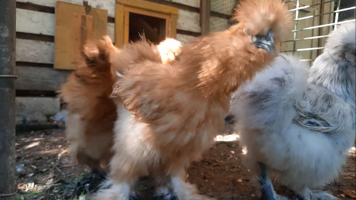 Вышла курочка гулять. Курицы гуляют. Вышла курица гулять травки пощипать. Выход курочки. Курочка гуляет.