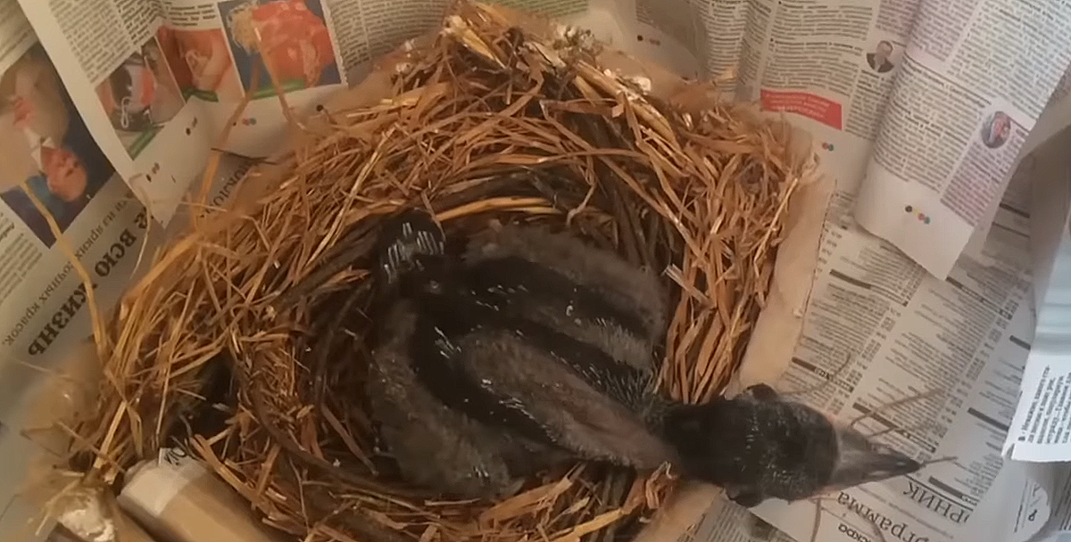 Вот таким Александр нашел Гошу 3,5 года назад