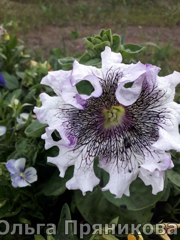 Петуния - моё фото